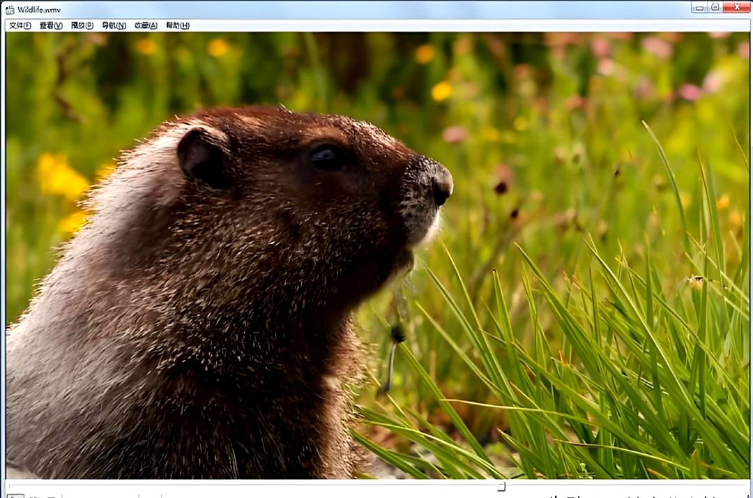 免费高清播放器_网站播放器下载_电脑播放器推荐